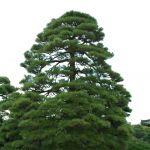 IMG 0112