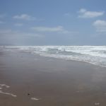 DSC00784